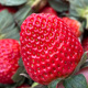 包邮 四川大凉山露天草莓新鲜水果现摘现发当季 红颜草莓 商用糖葫芦