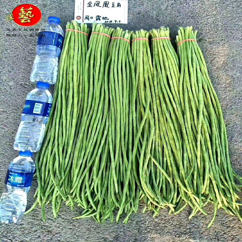 新款高产架豆角种子 蔬菜种籽 耐热长豆角豇豆种子豫艺金凤凰包邮,农用物资,蔬菜种子/种苗,淘宝优惠券,粉丝福利购,淘宝优惠卷