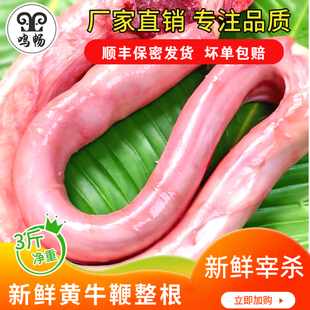 新鲜黄牛整根鞭现宰杀男用滋补食材不含蛋国产商用纯鞭1至3斤精修