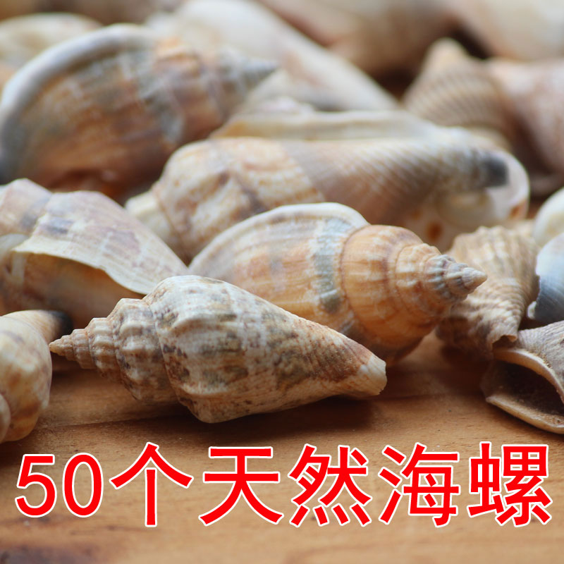 满包邮天然海螺贝壳珊瑚黑口螺标本壳橱窗装饰品家居鱼缸布置摆件