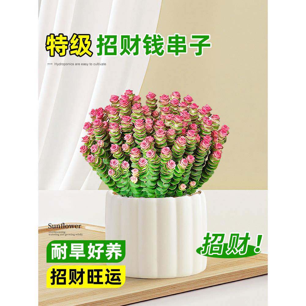 钱串子小盆栽室内桌面绿植招财花卉钱多多好养易活四季多肉植物