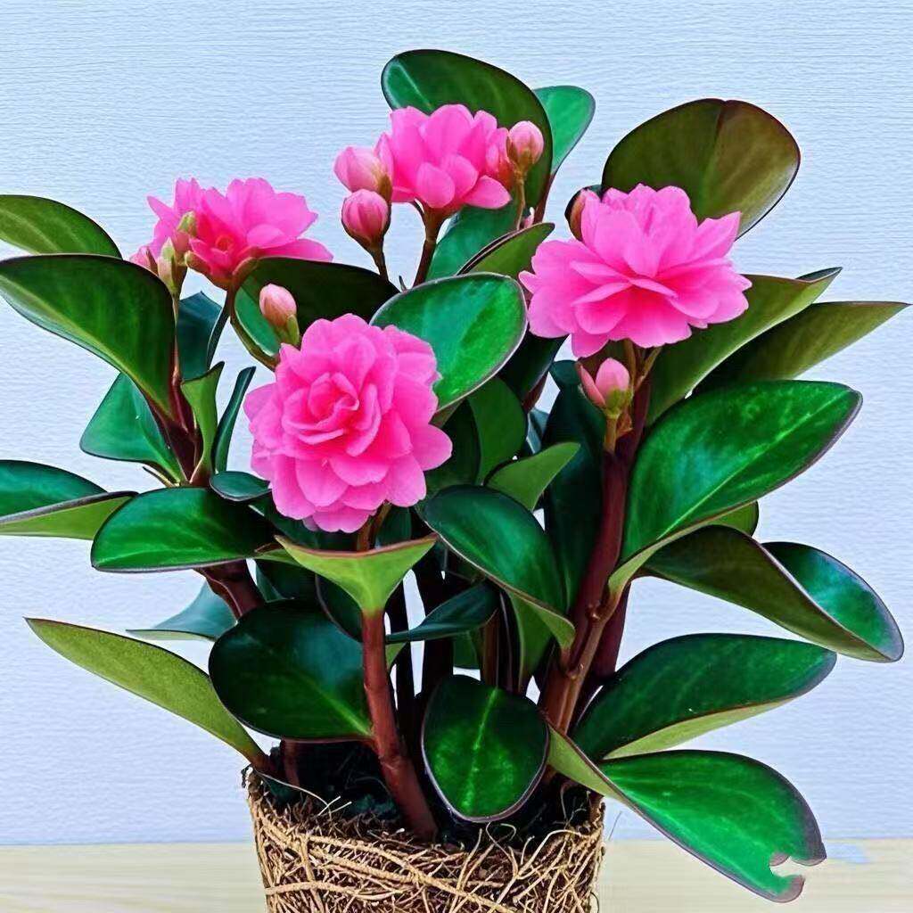 碧玉新品四季常青室内花卉绿植开花植物净化浓香型盆栽新款