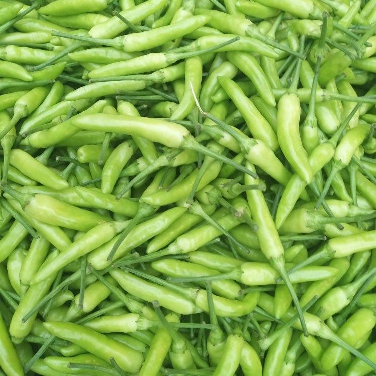 生小米椒价格 生小米椒图片 星期三