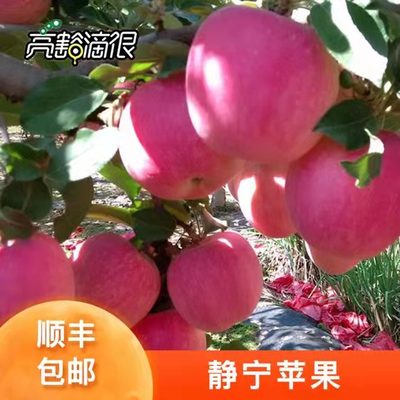 甘肃静宁苹果水果新鲜红富士