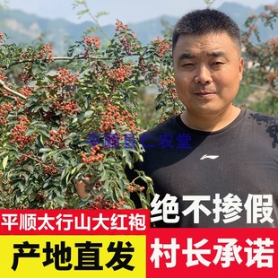 平顺大红袍花椒非四川花椒韩城花椒汉源花椒食用新花椒调味品八角