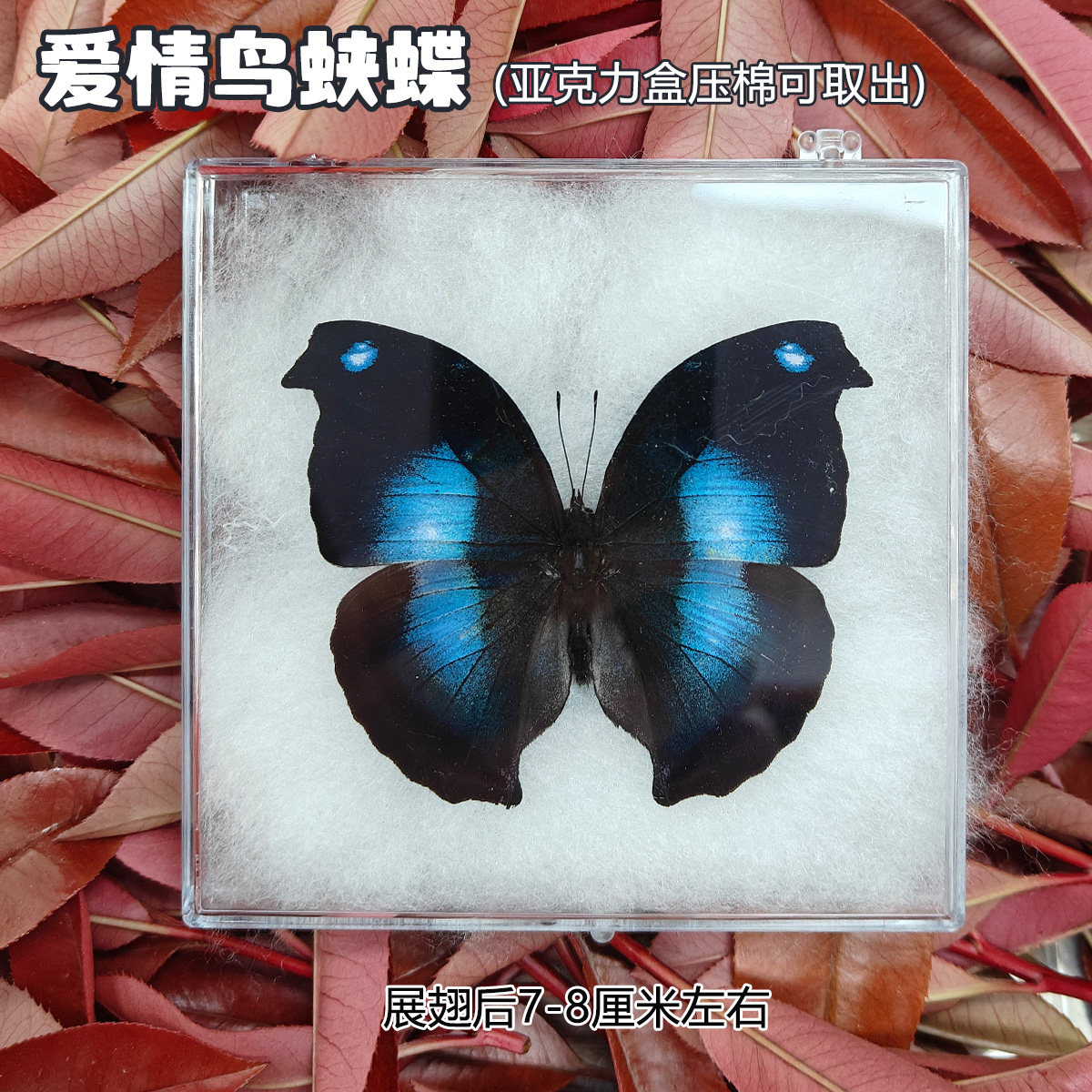 爱情鸟蛱蝶蝴蝶标本未展翅原蝶成品生日礼物相框挂画壁画摆件,家居饰品,标本类装饰画,淘宝优惠券,粉丝福利购,淘宝优惠卷