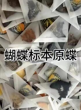 真干蝴蝶标本原碟练手未展翅小型昆虫原蝶diy材料素材绿带翠凤蝶