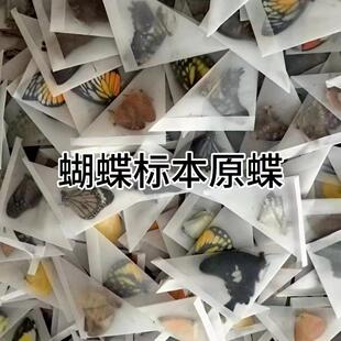 真干蝴蝶标本原碟练手未展翅小型昆虫原蝶diy材料素材绿带翠凤蝶