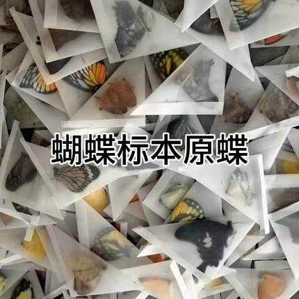 真干蝴蝶标本原碟练手未展翅动物昆虫原蝶diy制作材料绿带翠凤蝶