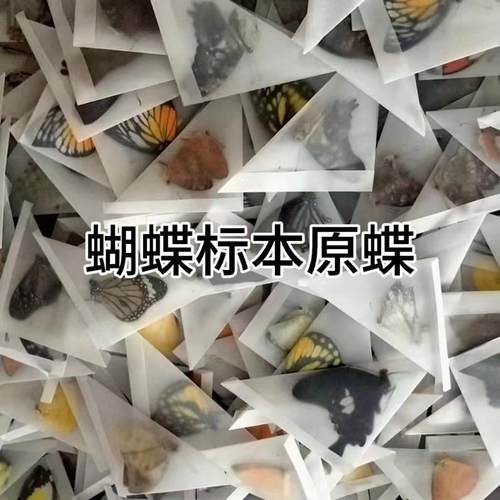 练手蝴蝶标手工昆虫原蝶未展翅