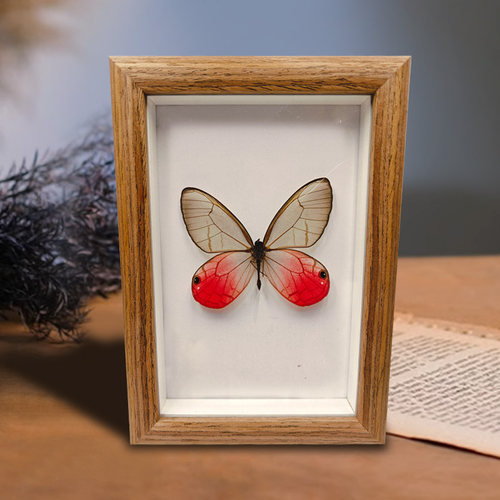 真蝴蝶标本玫瑰绡眼蝶礼盒装