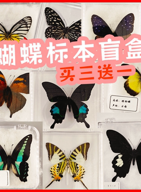 亚克力真蝴蝶标本可取出已展翅