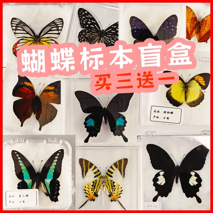 蝴蝶标本透明盒装可取出已展翅自然生物昆虫标本粉蝶摆件拍摄道具