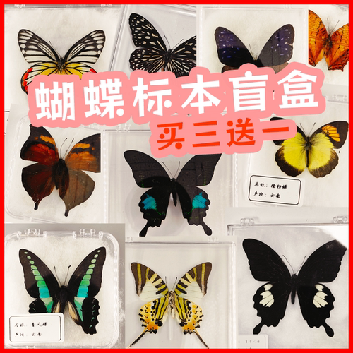亚克力真蝴蝶标本可取出已展翅