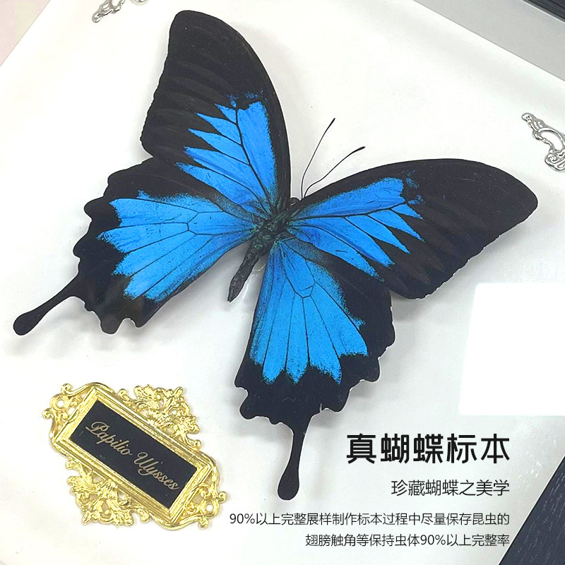 澳大利亚国蝶天堂凤蝶标本英雄翠凤蝶真蝴蝶原蝶展翅相框生日礼物