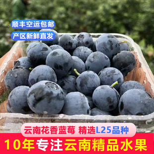 应季 云南L25花香蓝莓孕妇宝宝当季 露天现摘新鲜水果 顺丰空运