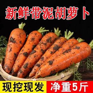 新鲜胡萝卜沙土地农家自种新鲜蔬菜现挖现发生吃脆甜水果带泥5斤