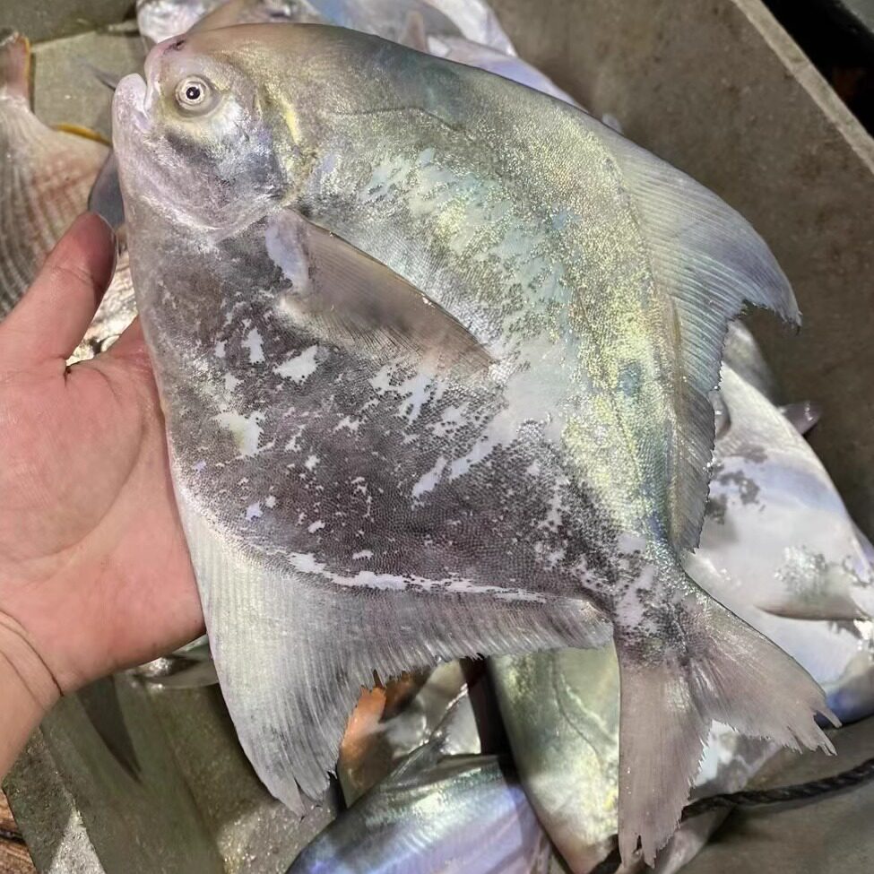 福建本港大斗鲳鱼鲜活冷冻大中华鲳超大白鲳鱼冷冻水产海鲜大海鱼