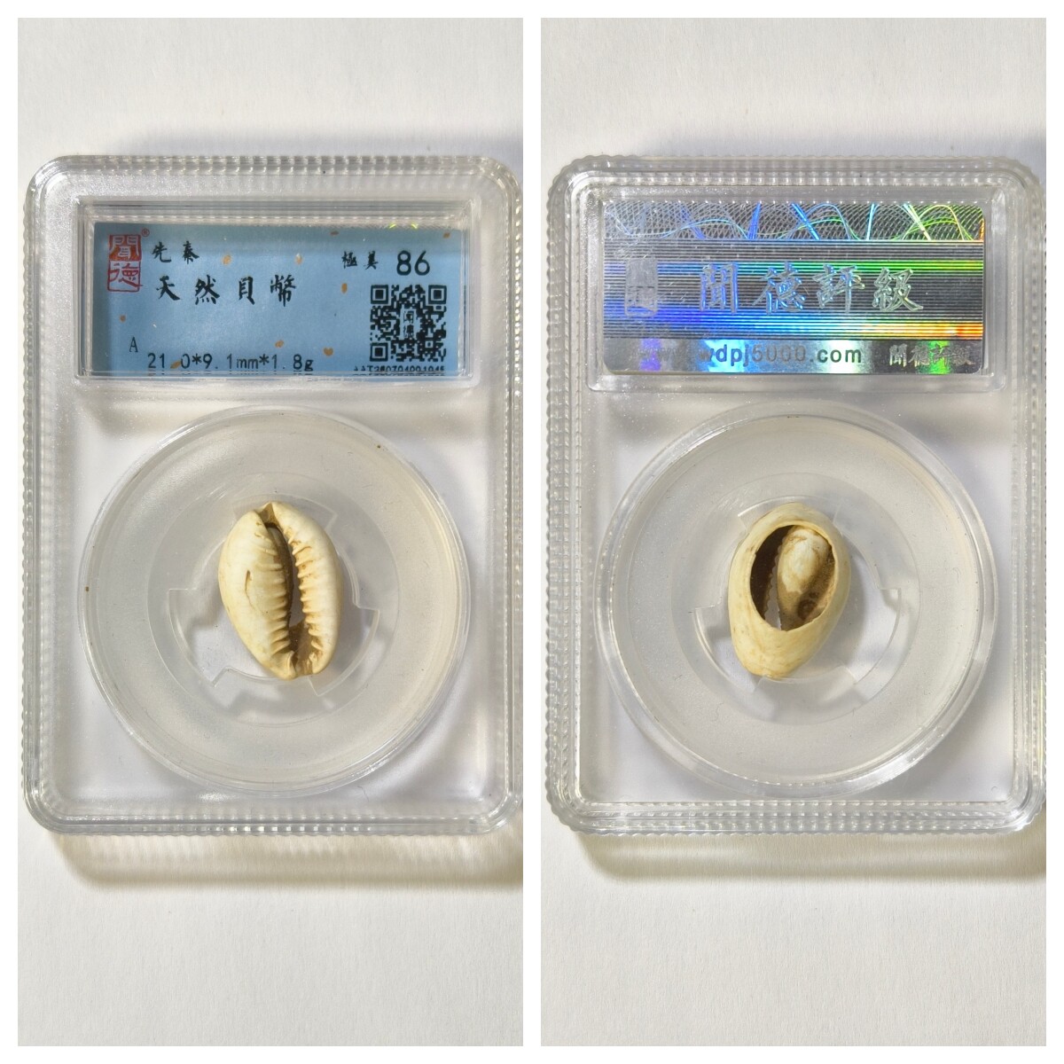 闻德上海总部鉴定盒美86评级先秦天然蚌贝币古代老古董收藏保真品
