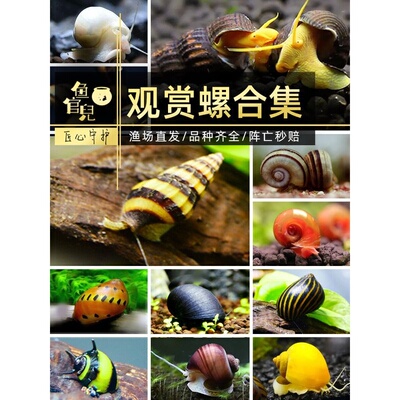 鱼官儿蜗牛观赏螺除藻清理垃圾苹果斑马杀手螺黑金刚蜜蜂角橙兔螺