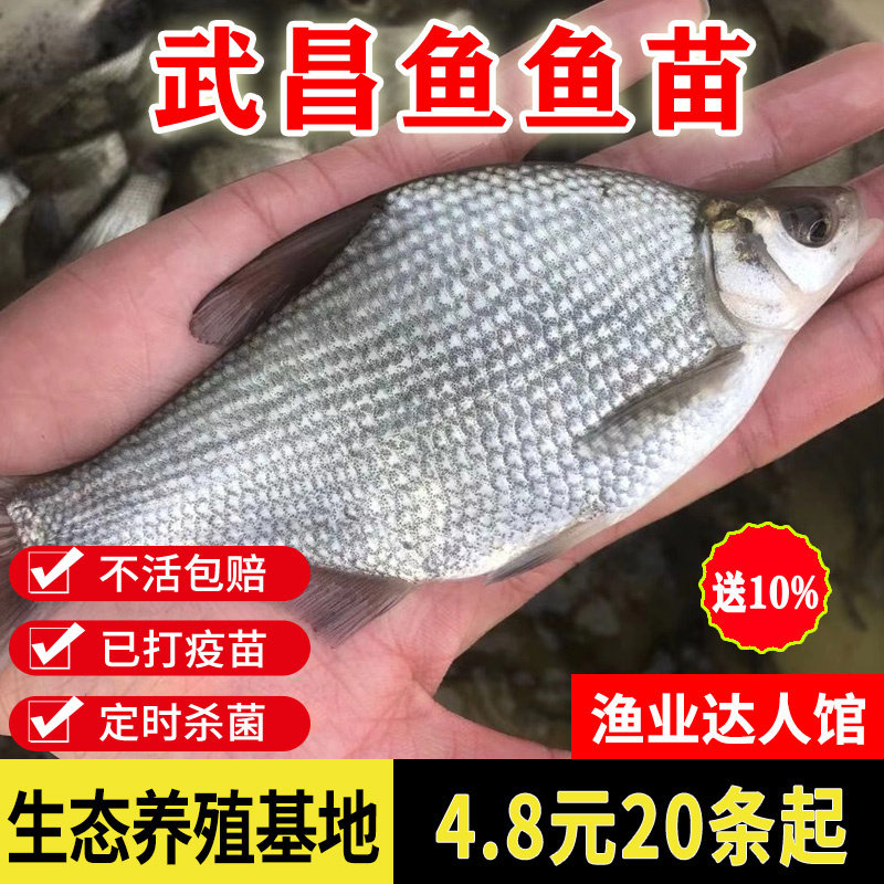 鳊鱼鱼苗武昌鱼苗柳叶三角头鲂苗边淡水养殖活体小鱼包活包邮特大
