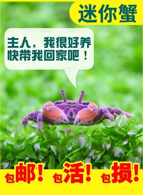 迷你蟹辣椒蟹观赏蟹淡水活体草缸除藻清道夫鱼缸清洁工鱼吃涡虫