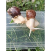 宠物蜗牛白玉蜗牛活体实验套装 宠物观赏蜗牛学生科普教学大小蜗牛