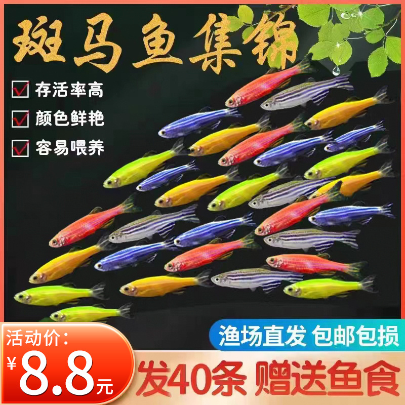 斑马鱼观赏鱼小型淡水好养热带鱼活体红绿灯金鱼小孔雀鱼鱼苗