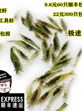 繁殖最快的活虾小观赏淡水虾苗除藻清洁虾冷水鱼缸里养的小虾喂龟