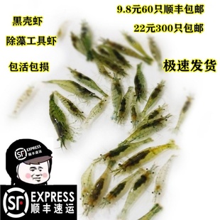 繁殖最快的活虾小观赏淡水虾苗除藻清洁虾冷水鱼缸里养的小虾喂龟