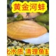 好养黄金小河蚌原生冷水观赏河蚌活体水族净化水质淡水螺鲜活贝壳
