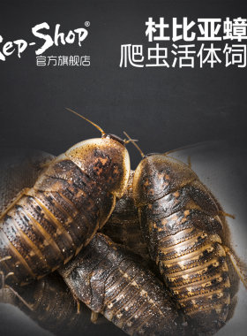 杜比亚蟑螂活虫爬宠蜥蜴角蛙守宫变色龟龙鱼活体食物超樱桃可繁殖