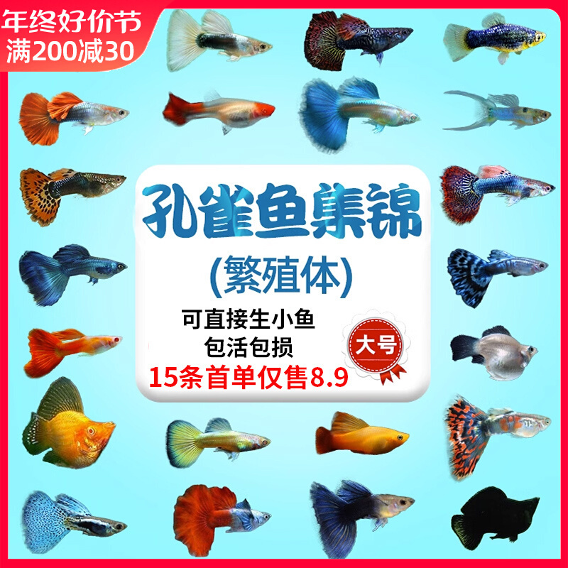 孔雀鱼热带纯种活鱼苗淡水小型好养易观赏鱼胎生凤尾鱼灯科鱼混养