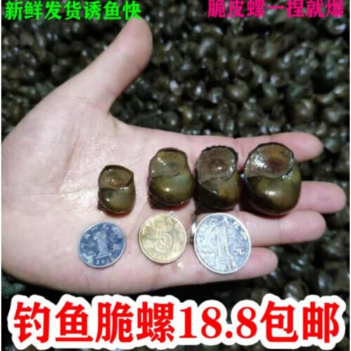田螺鲜活脆螺钓鱼青鱼泥活体螺蛳饵黑鲩乌青打窝料乌青石螺鲜活