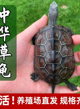 中华草龟活体小乌龟活体外塘长寿龟宠物龟金线龟活物龟墨龟草龟苗