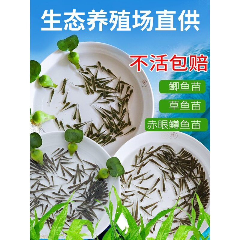 草鱼苗活体小鲤鱼鲫鱼苗龙鱼活体鱼