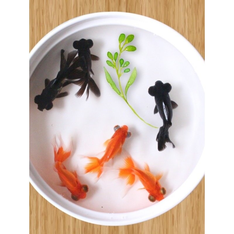 金鱼活鱼狮子头小型观赏鱼丹顶红冷水鱼淡水鱼小金鱼苗锦鲤鱼活体