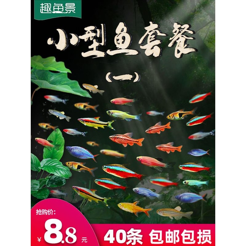 热带观赏活鱼好养宝莲灯斑马淡水金鱼苗天使孔雀小型红绿灯科小鱼