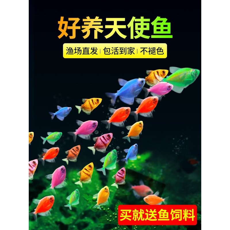 天使鱼精品观赏鱼小型淡水热带鱼好养耐活孔雀鱼活鱼金鱼斑马鱼苗