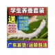 蚕宝宝活体春蚕幼虫活物蚕卵天然彩蚕儿童学生养蚕套装 送新鲜桑叶