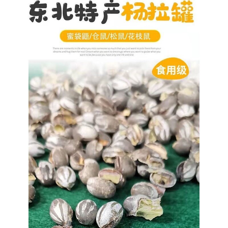 杨拉罐天然营养洋辣子罐活体坦克虫喂食宠物仓鼠增肥零食鱼饵羊拉