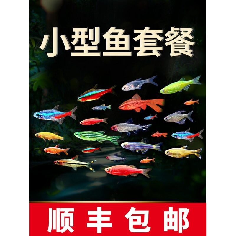 热带观赏鱼荧光斑马鱼孔雀鱼灯科红绿灯鱼小型活鱼冷水鱼淡水好养