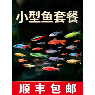 热带观赏鱼荧光斑马鱼孔雀鱼灯科红绿灯鱼小型活鱼冷水鱼淡水好养