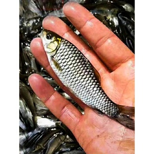 清波鱼苗淡水养殖食用四川本地稀有高端活物青板中华倒刺鲃乌鳞鱼