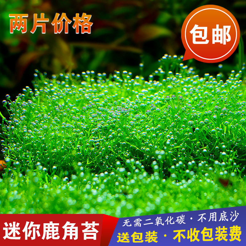 迷你鹿角苔莫斯水草片慕斯植物定植鱼缸造景散装草坪增氧冒泡淡水 花香日记