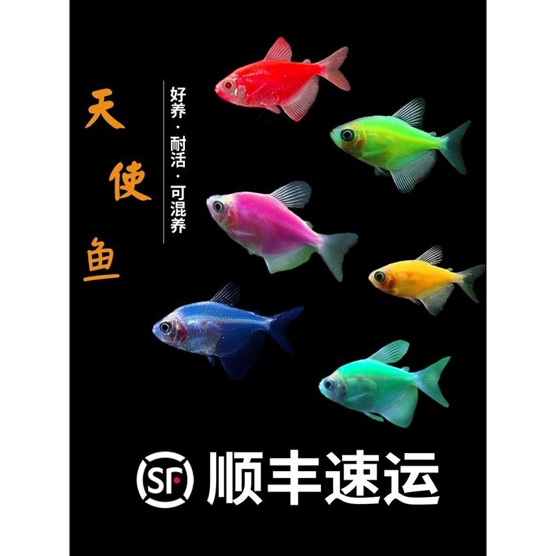 天使鱼观赏鱼金鱼活鱼淡水热带鱼翡翠斑马七彩天使鱼大号好养耐活