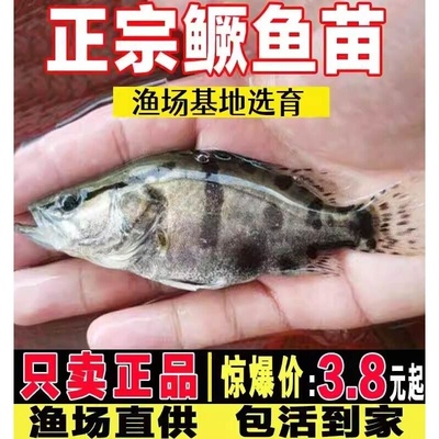 正宗鳜鱼苗淡水养殖食用活体翘嘴鳜鱼贵鱼苗冷水路亚凶猛桂花鱼苗