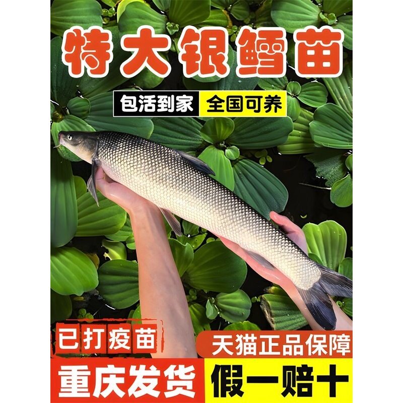 银鳕鱼苗淡水养殖食用大鳞鲃淡水银雪鱼观赏鱼草鱼活鱼小鱼苗图片