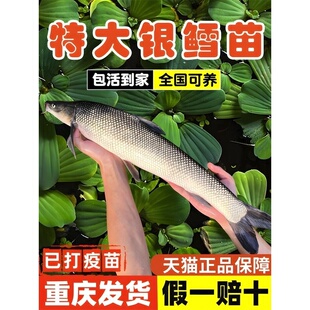 银鳕鱼苗淡水养殖食用大鳞鲃淡水银雪鱼观赏鱼草鱼活鱼小鱼苗