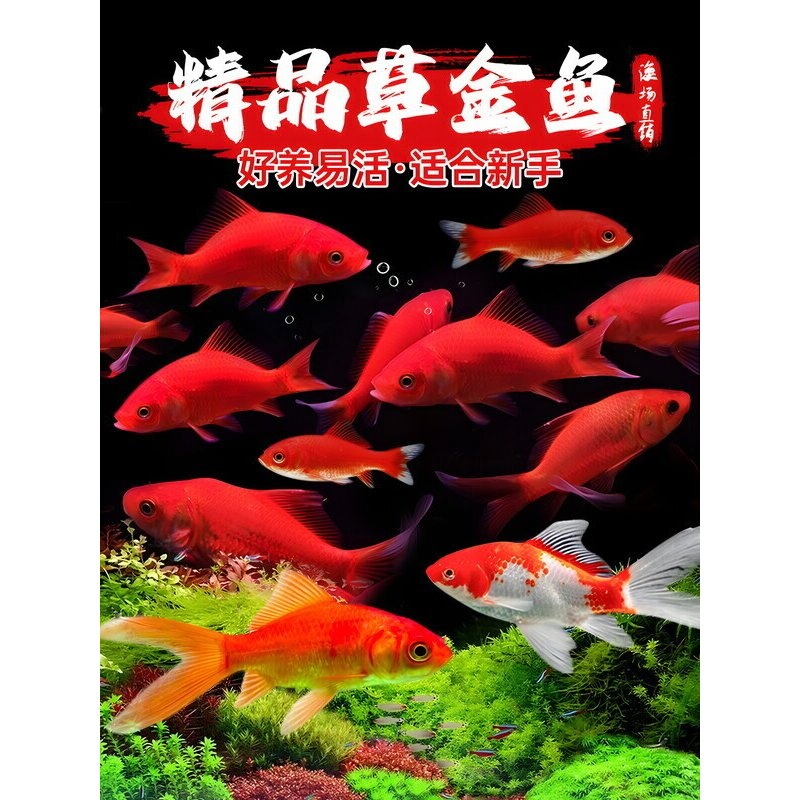 草金鱼活鱼观赏鱼苗小型淡水冷水好养易耐活锦鲤鱼苗小金鱼红草金